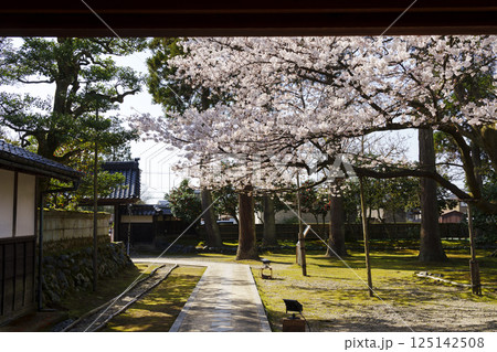 桜咲く豪農の館 内山邸（富山県民会館分館） 125142508