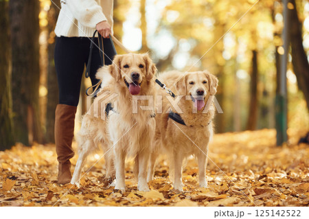 Standing and enjoying the nature. Woman on the walk with her two dogs in the autumn forest Standing and enjoying the nature. Woman on the walk with her two dogs in the autumn forest 125142522