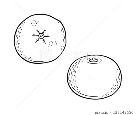 Mandarin hand drawn sketch, tangerine fruit. Vector isolated illustration. 125142556