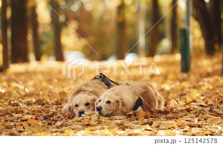 Laying down on the ground. Two labrador retrievers are together in the forest at autumn season daytime 125142578