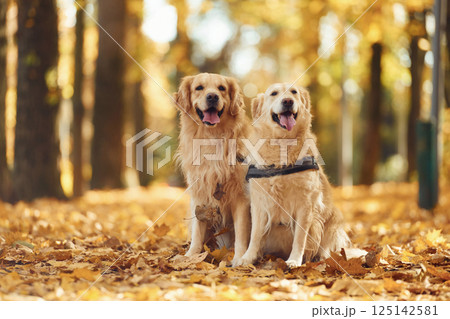 Sitting on the ground. Two labrador retrievers are together in the forest at autumn season daytime Sitting on the ground. Two labrador retrievers are together in the forest at autumn season daytime 125142581
