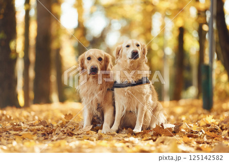 Sitting on the ground. Two labrador retrievers are together in the forest at autumn season daytime 125142582