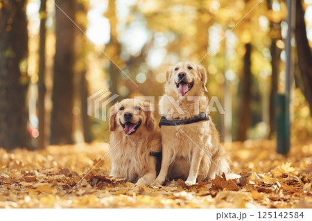 Two labrador retrievers are together in the forest at autumn season daytime Two labrador retrievers are together in the forest at autumn season daytime 125142584