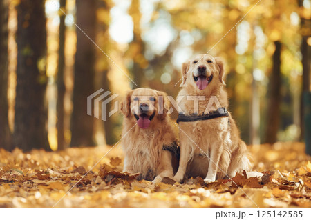 Two labrador retrievers are together in the forest at autumn season daytime 125142585