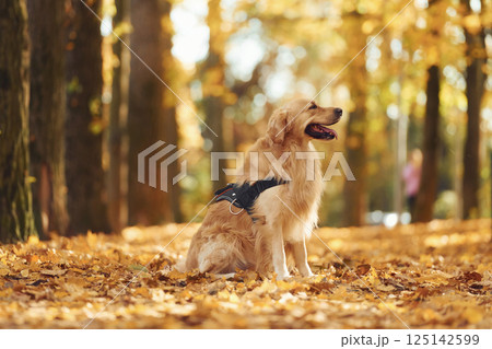 Sitting on the ground. Cute dog is outdoors in the autumn forest at daytime 125142599