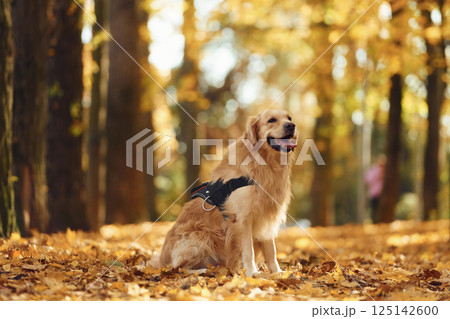 Happy cute dog is outdoors in the autumn forest at daytime 125142600