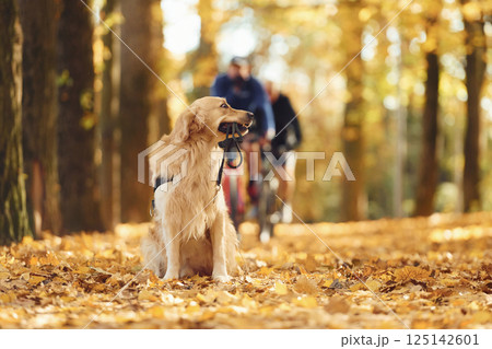 Two men are riding bicycles behind. Cute dog is outdoors in the autumn forest at daytime 125142601