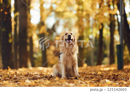 Happy cute dog is outdoors in the autumn forest at daytime 125142603