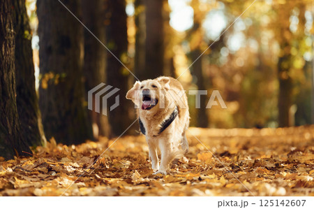 Running forward. Cute dog is outdoors in the autumn forest at daytime Running forward. Cute dog is outdoors in the autumn forest at daytime 125142607