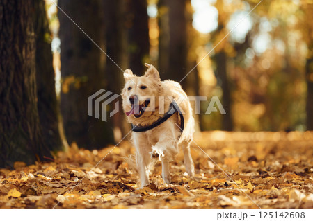 Running forward. Cute dog is outdoors in the autumn forest at daytime 125142608