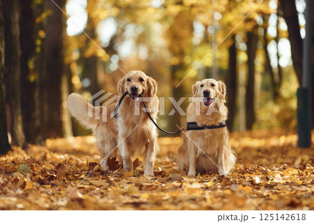 Holding leash. Two labrador retrievers are together in the forest at autumn season daytime 125142618