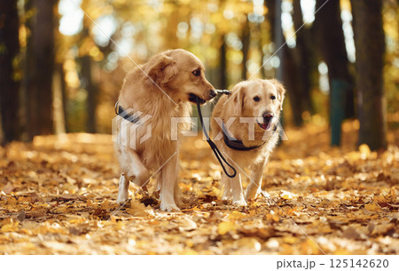 Holding leash. Two labrador retrievers are together in the forest at autumn season daytime 125142620