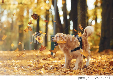 Running and catching the leaves. Cute dog is outdoors in the autumn forest at daytime 125142621