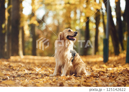 Happy cute dog is outdoors in the autumn forest at daytime 125142622