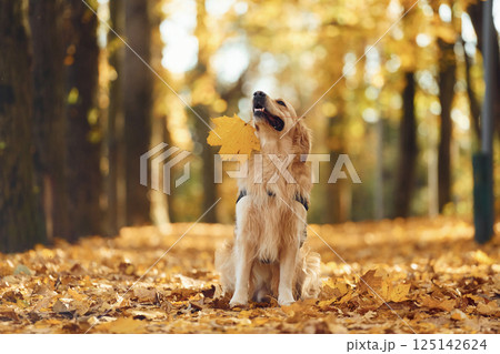 Cute dog is outdoors in the autumn forest at daytime. With yellow leaves in mouth 125142624