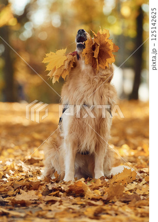 Holding leaves in mouth. Cute dog is outdoors in the autumn forest at daytime 125142625