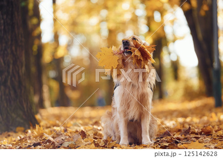 Cute dog is outdoors in the autumn forest at daytime. With yellow leaves in mouth Cute dog is outdoors in the autumn forest at daytime. With yellow leaves in mouth 125142628