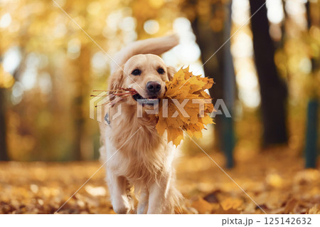 Beautiful portrait. Cute dog is outdoors in the autumn forest at daytime Beautiful portrait. Cute dog is outdoors in the autumn forest at daytime 125142632
