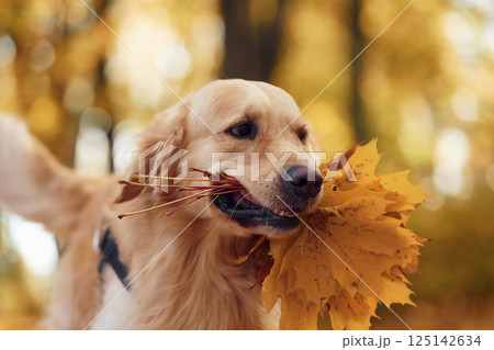 Beautiful portrait. Cute dog is outdoors in the autumn forest at daytime 125142634
