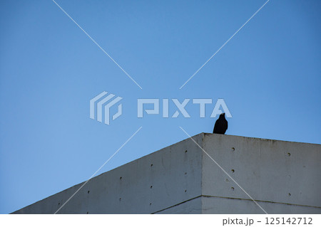 白い壁の建物にカラスが止まっている 白い壁の建物にカラスが止まっている 125142712