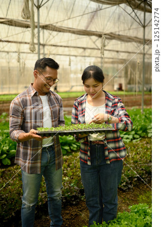 Farmers inspecting a tray of green sprouts in a greenhouse. Sustainable farming concept 125142774