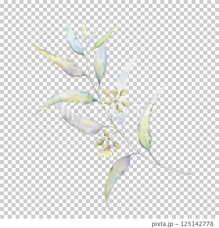Eucalyptus flowering branch. Soft watercolor botanical illustration. Buds and flowers in muted tones. Ideal for natural cosmetics, wedding stationery, eco-friendly branding 125142778