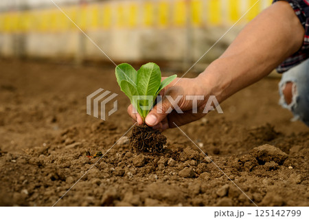 Hand planting young seedling in fertile soil. Growth, sustainability, and eco-friendly agriculture Hand planting young seedling in fertile soil. Growth, sustainability, and eco-friendly agriculture 125142799