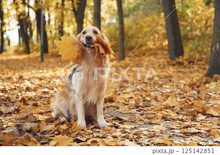 Sitting on the ground. Cute dog is outdoors in the autumn forest at daytime 125142851