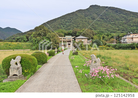 山口県下関市にある龍王神社コスモス咲く参道 125142958