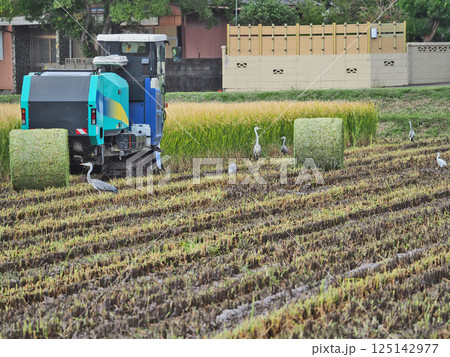 農作業をする田んぼで餌を探すアオサギたち 125142977