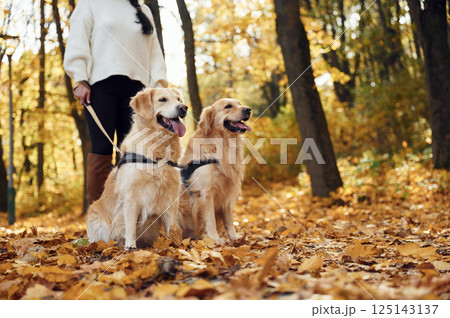 Close up view. Woman on the walk with her two dogs in the autumn forest 125143137