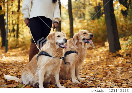 Close up view. Woman on the walk with her two dogs in the autumn forest 125143138