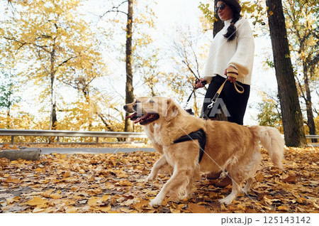 Beautiful nature. Woman on the walk with her two dogs in the autumn forest Beautiful nature. Woman on the walk with her two dogs in the autumn forest 125143142