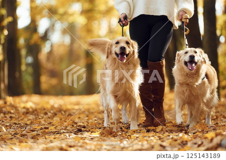 View from below. Woman on the walk with her two dogs in the autumn forest 125143189