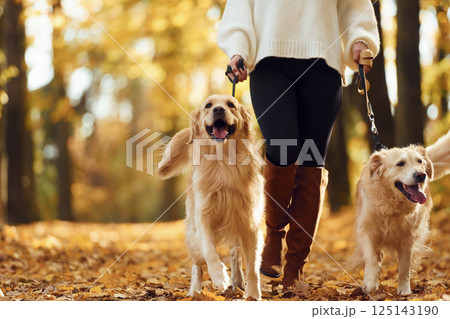 View from below. Woman on the walk with her two dogs in the autumn forest 125143190