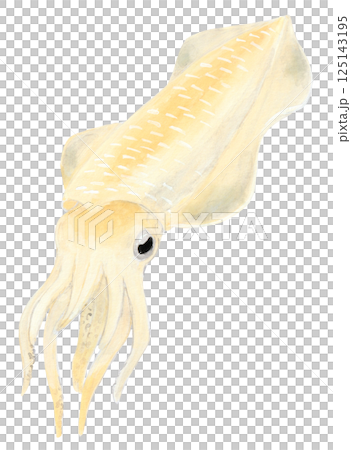 Watercolor painting of Bigfin Reef Squid 125143195