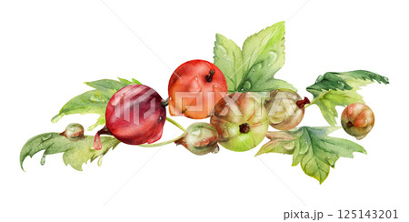 Currant gooseberry leaves heap bunch, ripe garden berry huckleberry juneberry casseille jostaberry. Isolated botanical illustration, watercolor hand drawn. For restaurant, cafe menu, farmers market 125143201