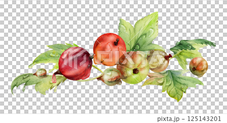 Currant gooseberry leaves heap bunch, ripe garden berry huckleberry juneberry casseille jostaberry. Isolated botanical illustration, watercolor hand drawn. For restaurant, cafe menu, farmers market 125143201