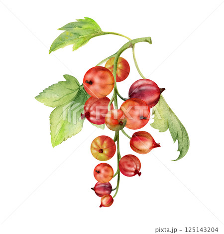 Currant gooseberry cluster bunch raceme with leaves, ripe garden berry casseille jostaberry juneberry, watercolor hand drawn. Isolated botanical illustration. Home preserves cookbook, grocery store 125143204
