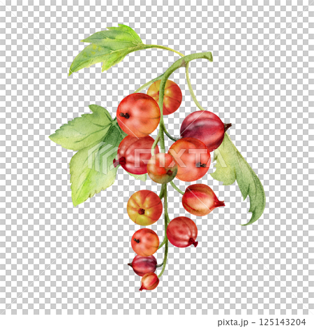 Currant gooseberry cluster bunch raceme with leaves, ripe garden berry casseille jostaberry juneberry, watercolor hand drawn. Isolated botanical illustration. Home preserves cookbook, grocery store 125143204