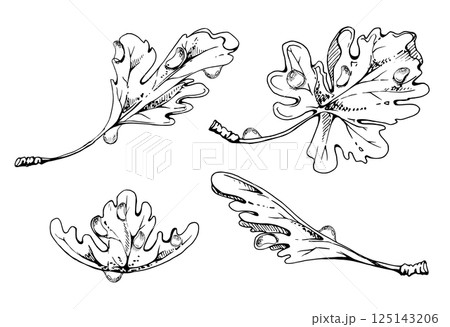 Green leaves of flower, bush tree plant foliage in water dew drops vector ink hand drawn. Gooseberry oak currant sycamore poplar. Isolated botanical illustration. Wedding florist decoupage cosmetics Green leaves of flower, bush tree plant foliage in water dew drops vector ink hand drawn. Gooseberry oak currant sycamore poplar. Isolated botanical illustration. Wedding florist decoupage cosmetics 125143206