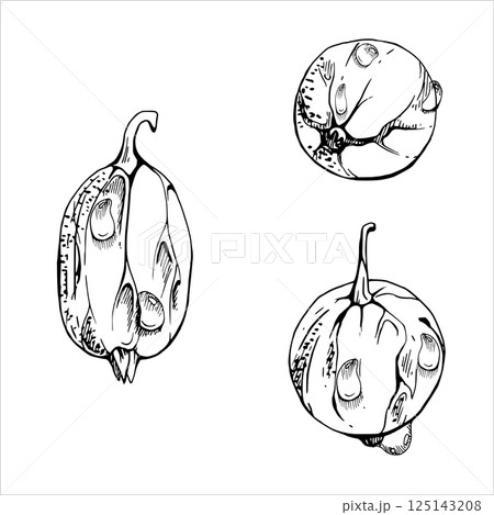 Gooseberry Currant fruit berry in water dew drops hand drawn in vector ink, garden huckleberry juneberry casseille jostaberry. Botanical isolated closeup illustration. Farmers market, organic food 125143208
