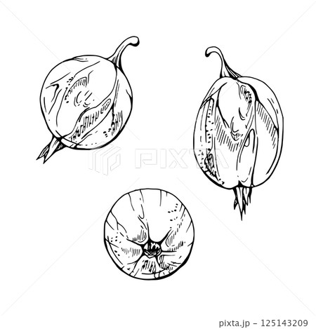 Gooseberry Currant fruit hand drawn in vector ink, garden berry huckleberry jostaberry juneberry casseille. Botanical isolated closeup realistic illustration. Cafe menu, farmers market, organic food 125143209