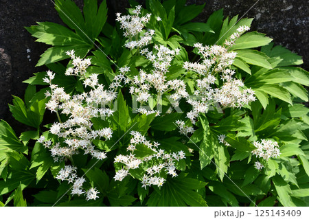 タンチョウソウ 125143409