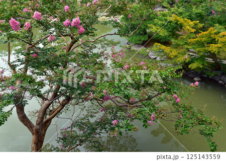 京都御苑　夏の九条邸跡 拾翠亭 125143559