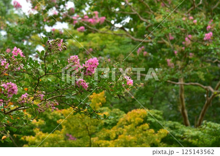百日紅と緑のある風景 125143562