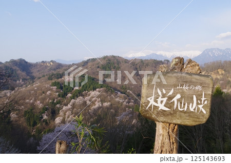 信州 安曇野 池田町 桜仙峡(おうせんきょう)の山桜風景(陸郷山桜) 2025年撮影 信州 安曇野 池田町 桜仙峡(おうせんきょう)の山桜風景(陸郷山桜) 2025年撮影 125143693