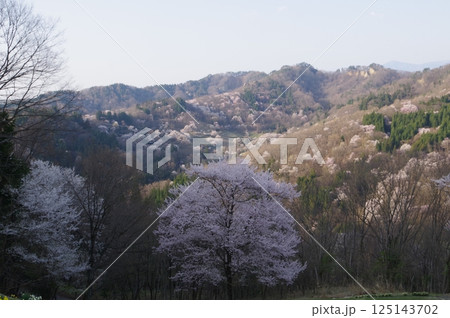 信州　安曇野　池田町　桜仙峡（おうせんきょう）の山桜風景（陸郷山桜）　2025年撮影 125143702