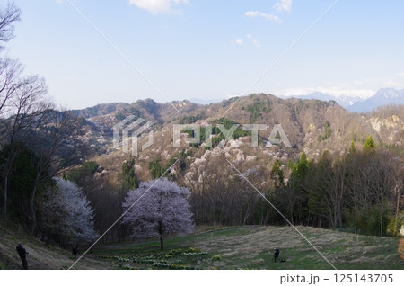 信州 安曇野 池田町 桜仙峡(おうせんきょう)の山桜風景(陸郷山桜) 2025年撮影 信州 安曇野 池田町 桜仙峡(おうせんきょう)の山桜風景(陸郷山桜) 2025年撮影 125143705
