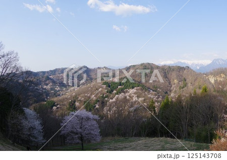信州 安曇野 池田町 桜仙峡(おうせんきょう)の山桜風景(陸郷山桜) 2025年撮影 信州 安曇野 池田町 桜仙峡(おうせんきょう)の山桜風景(陸郷山桜) 2025年撮影 125143708